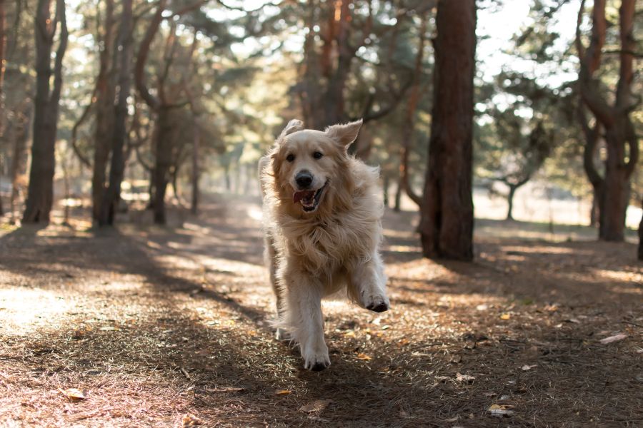 balade foret chien