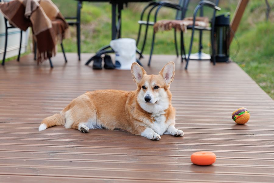 vacances avec chien vendée